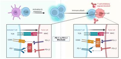 Advances in hyperbaric oxygen to promote immunotherapy through modulation of the tumor microenvironment